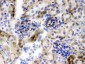 Anti-Nestin Picoband Antibody